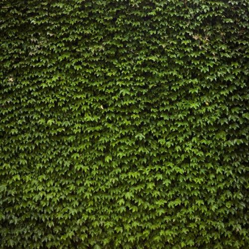 Wall Garden